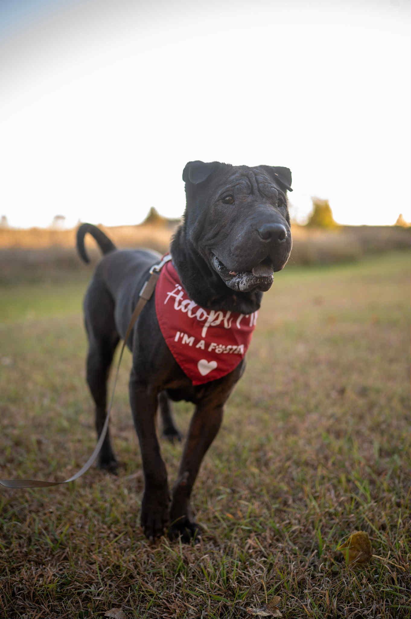 Muppet, a Adoptable Shar-Pei in Alcester, SD image 1/3