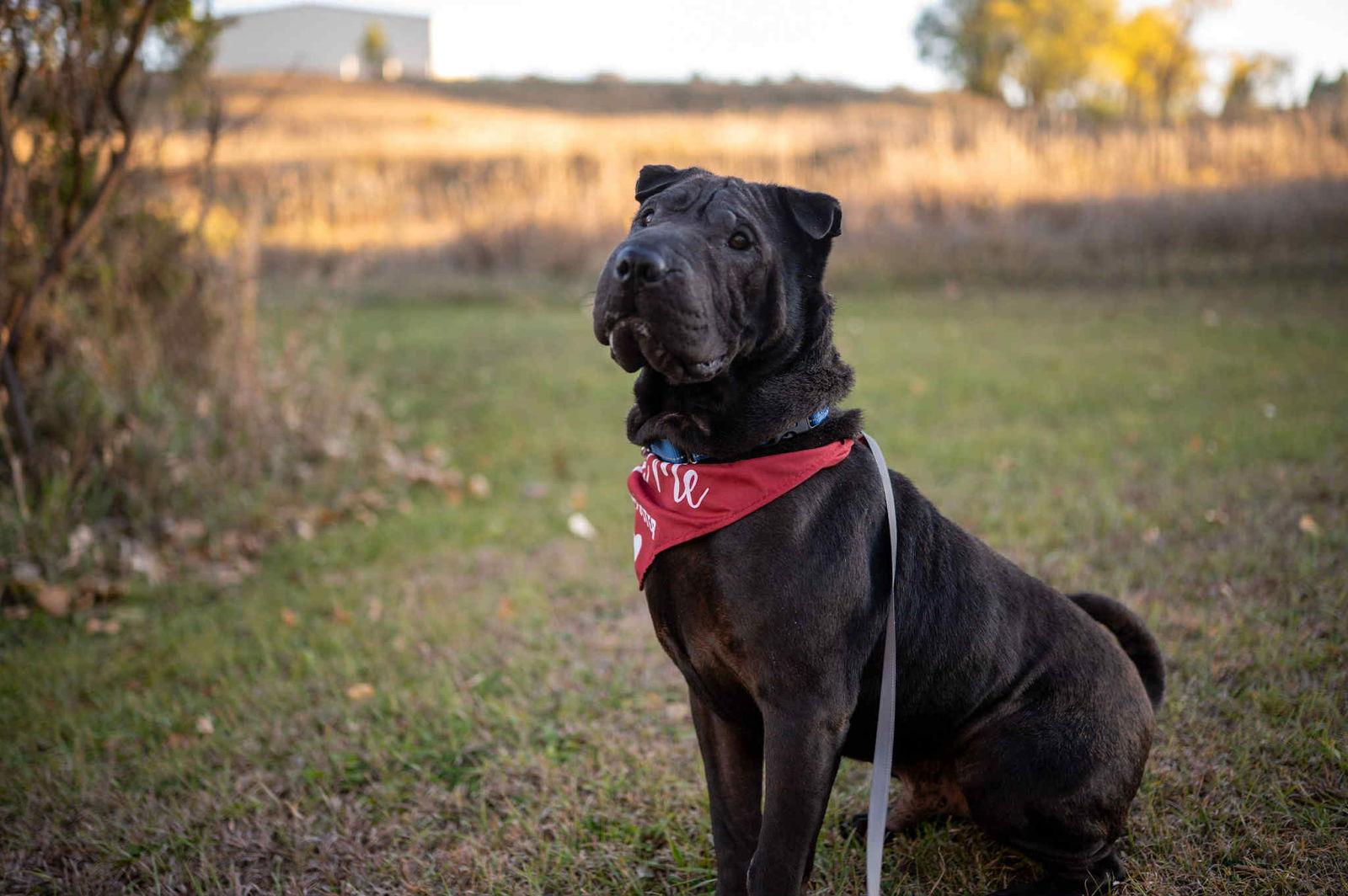 Muppet, Adoptable, Young Male Shar-Pei.
