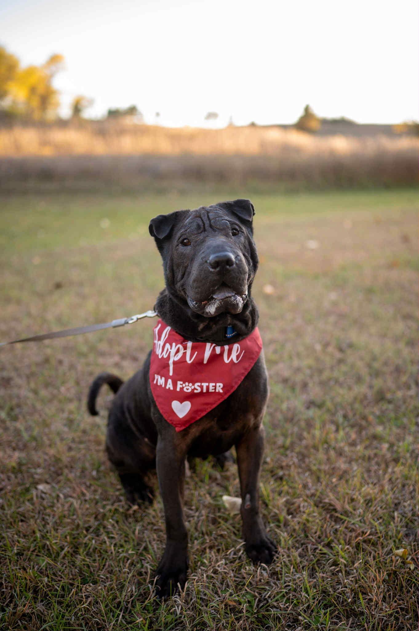 Muppet, a Adoptable Shar-Pei in Alcester, SD image 3/3