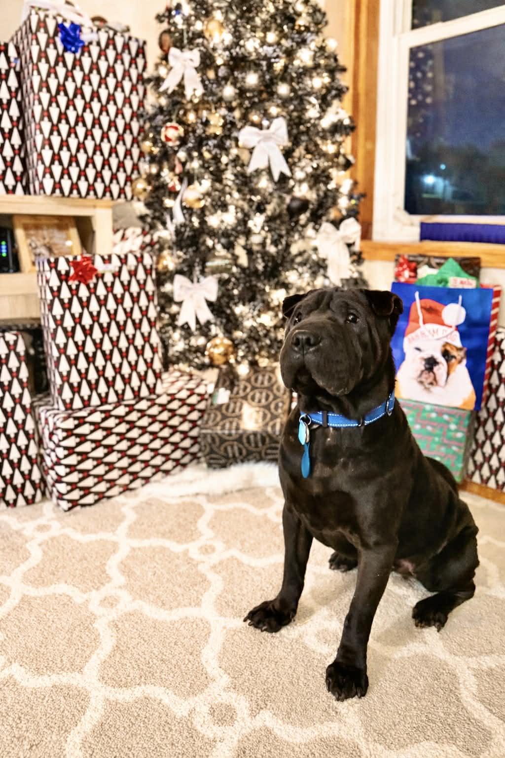 Enlarge Muppet, a Adoptable Shar-Pei in Alcester, SD image 3/3