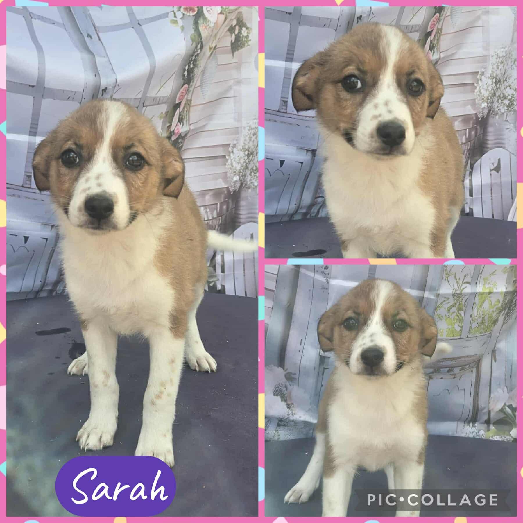 Sarah, ADOPTABLE, Puppy Female Border Collie.