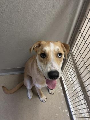 Cookie Dough, Adoptable, Puppy Male Catahoula Leopard Dog & Mixed Breed.