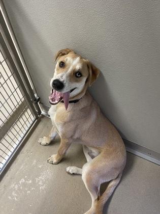 Cookie Dough, Adoptable, Puppy Male Catahoula Leopard Dog & Mixed Breed.