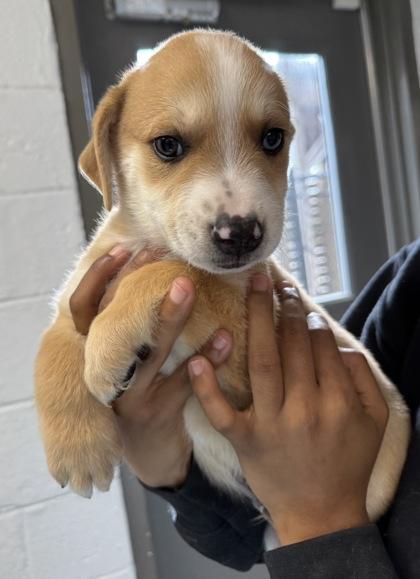 Enlarge Cookie Dough, a Adoptable mixed breed in Norfolk, VA image 3/3