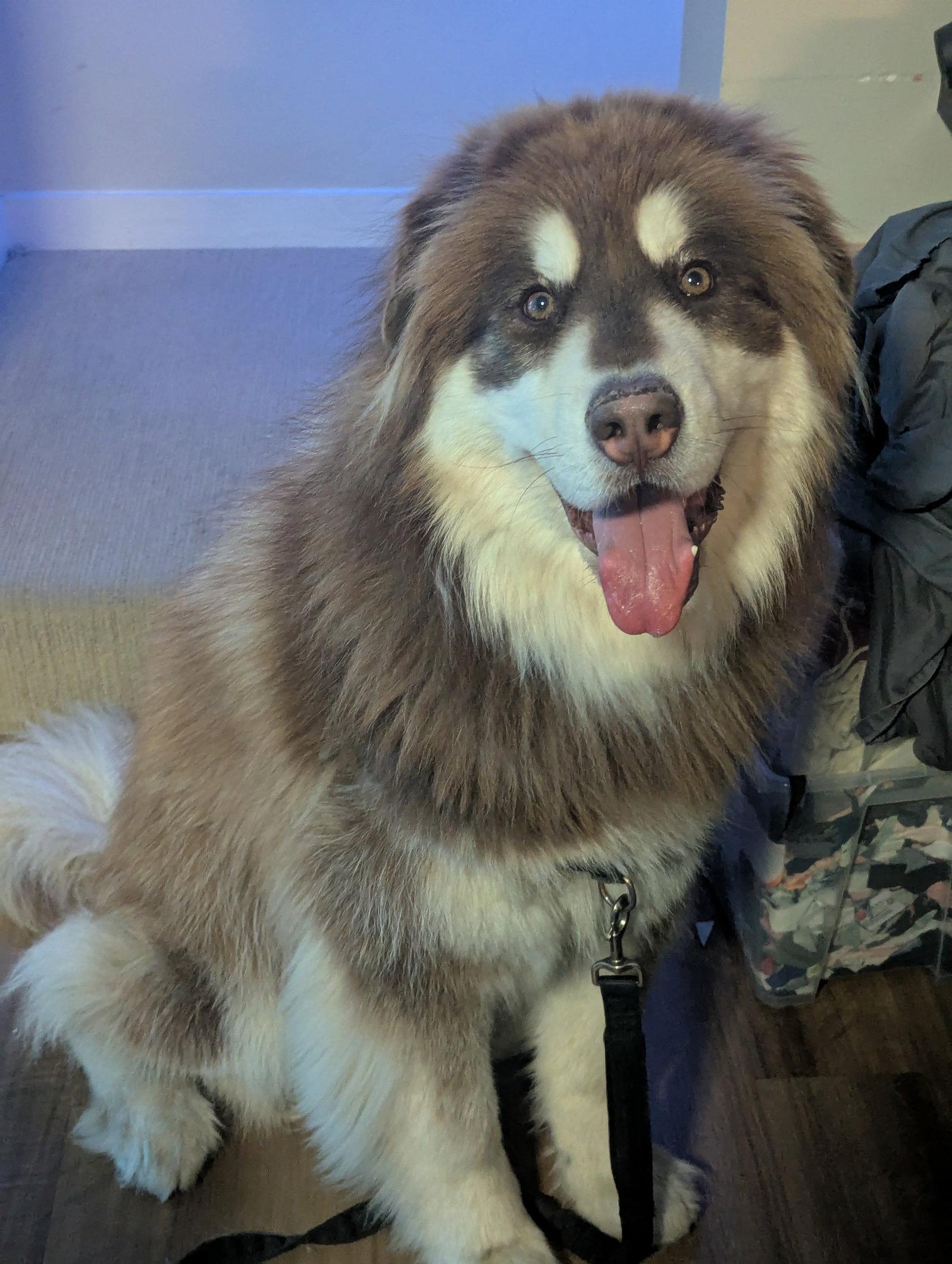 GRIZZLY, a Adopted Alaskan Malamute in Seattle, WA image 1/3