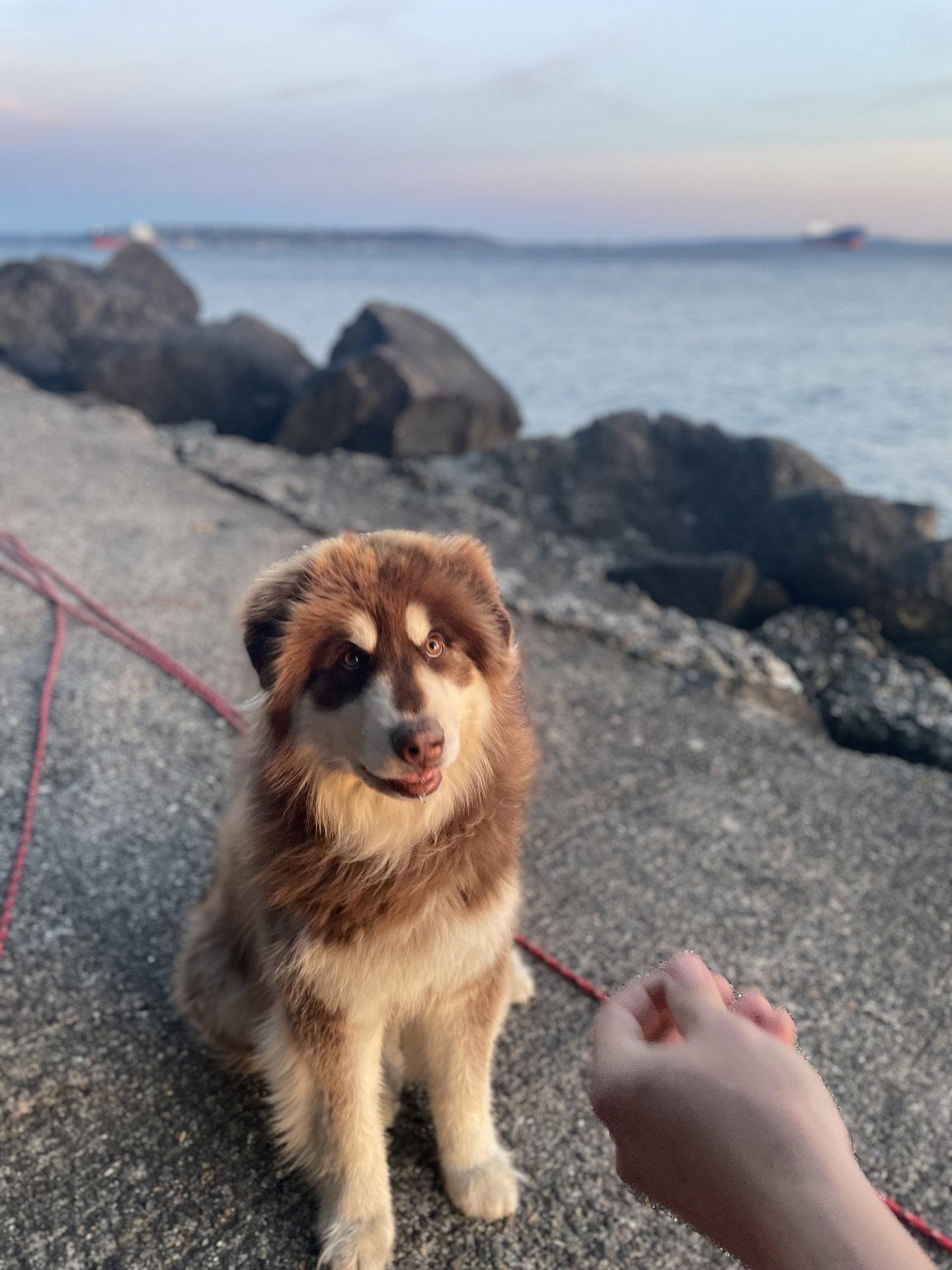 GRIZZLY, a Adopted Alaskan Malamute in Seattle, WA image 2/3