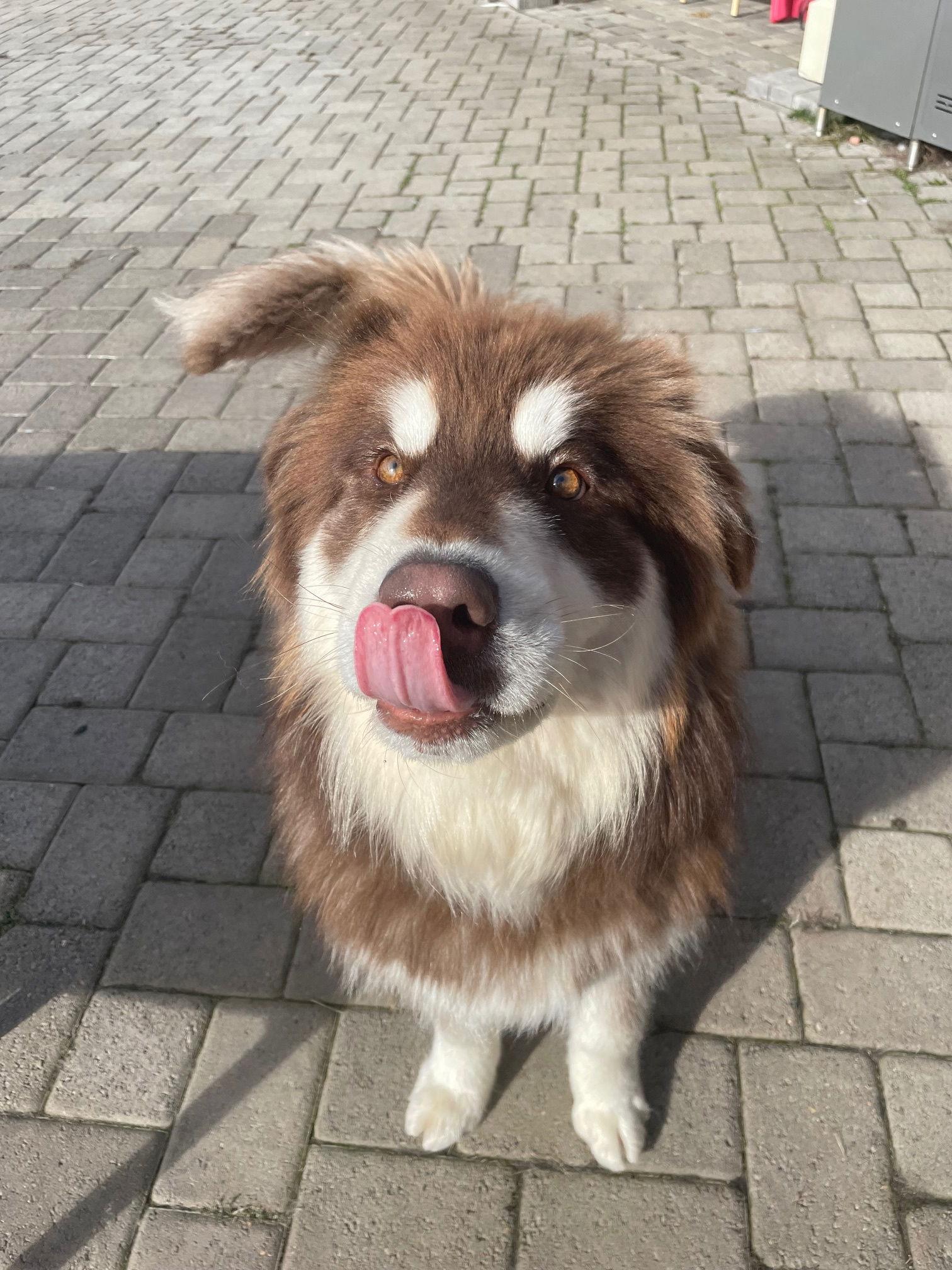 GRIZZLY, Adoptable, Adult Male Alaskan Malamute.