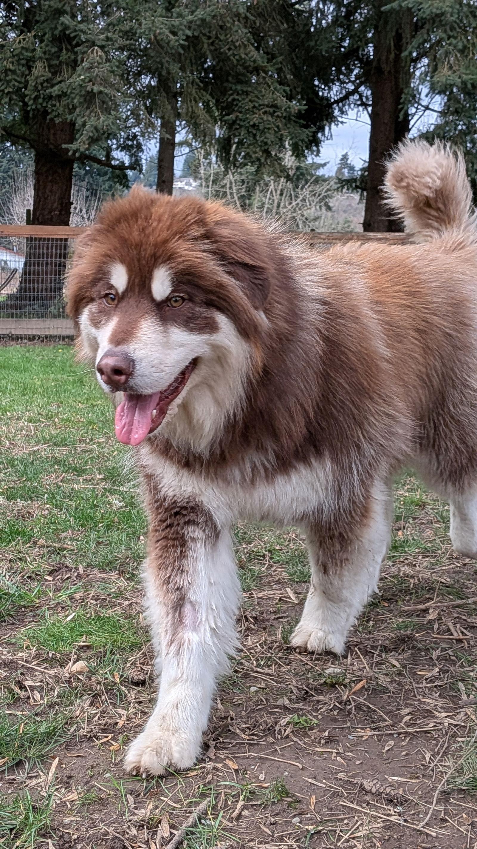GRIZZLY, a Adoptable Alaskan Malamute in Seattle, WA image 2/3