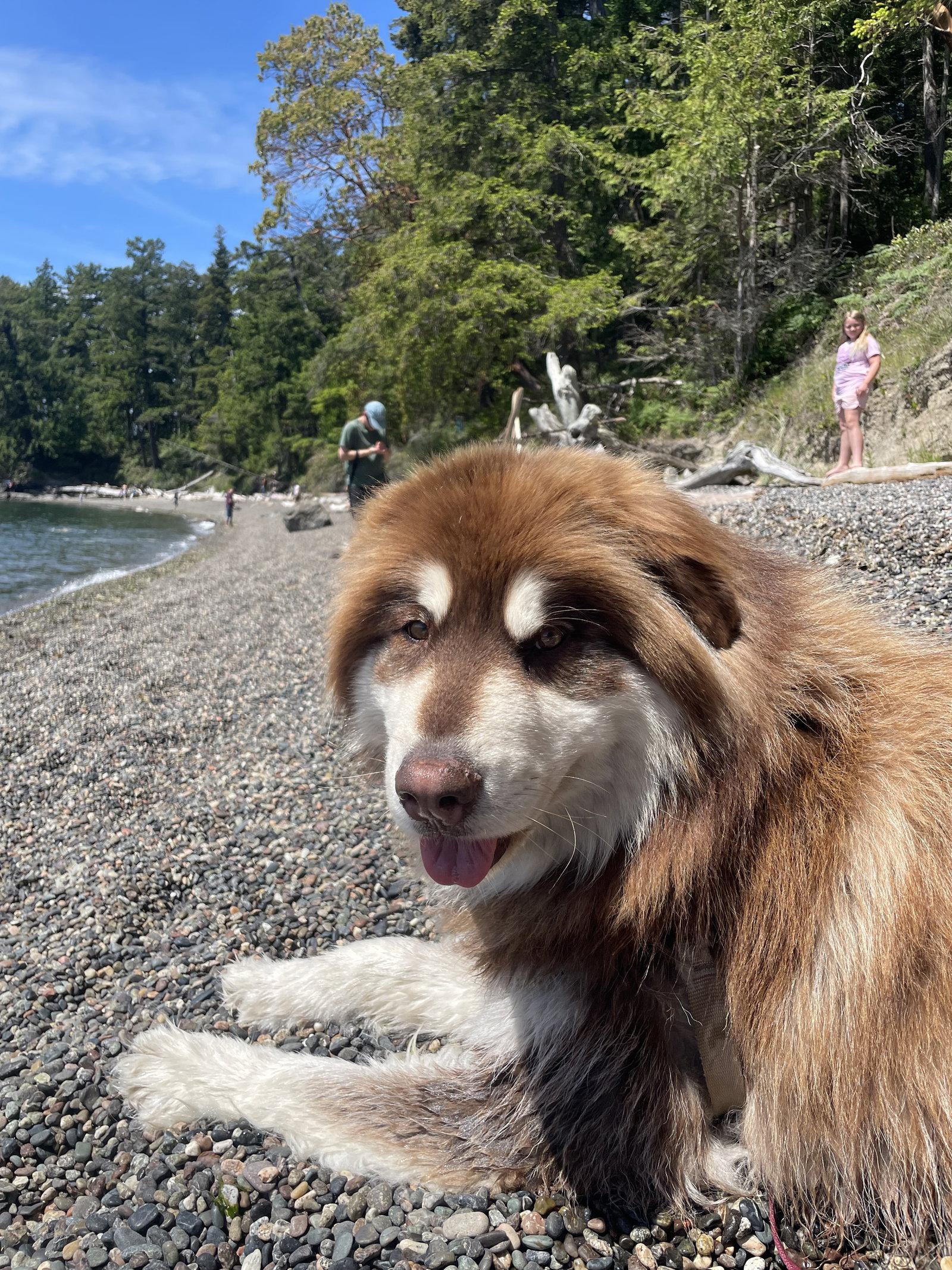 GRIZZLY, a Adopted Alaskan Malamute in Seattle, WA image 3/3