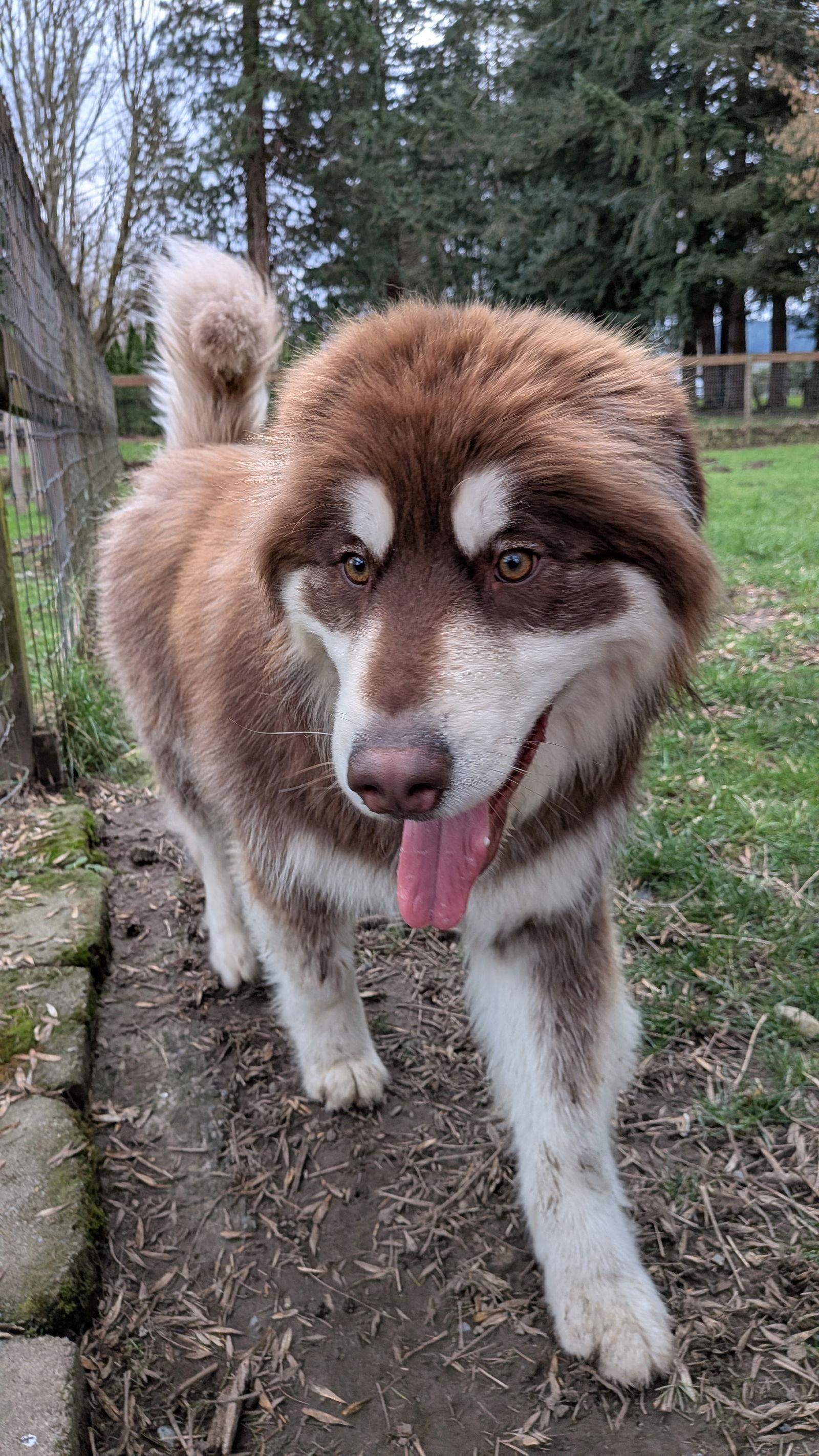 GRIZZLY, a Adoptable Alaskan Malamute in Seattle, WA image 3/3