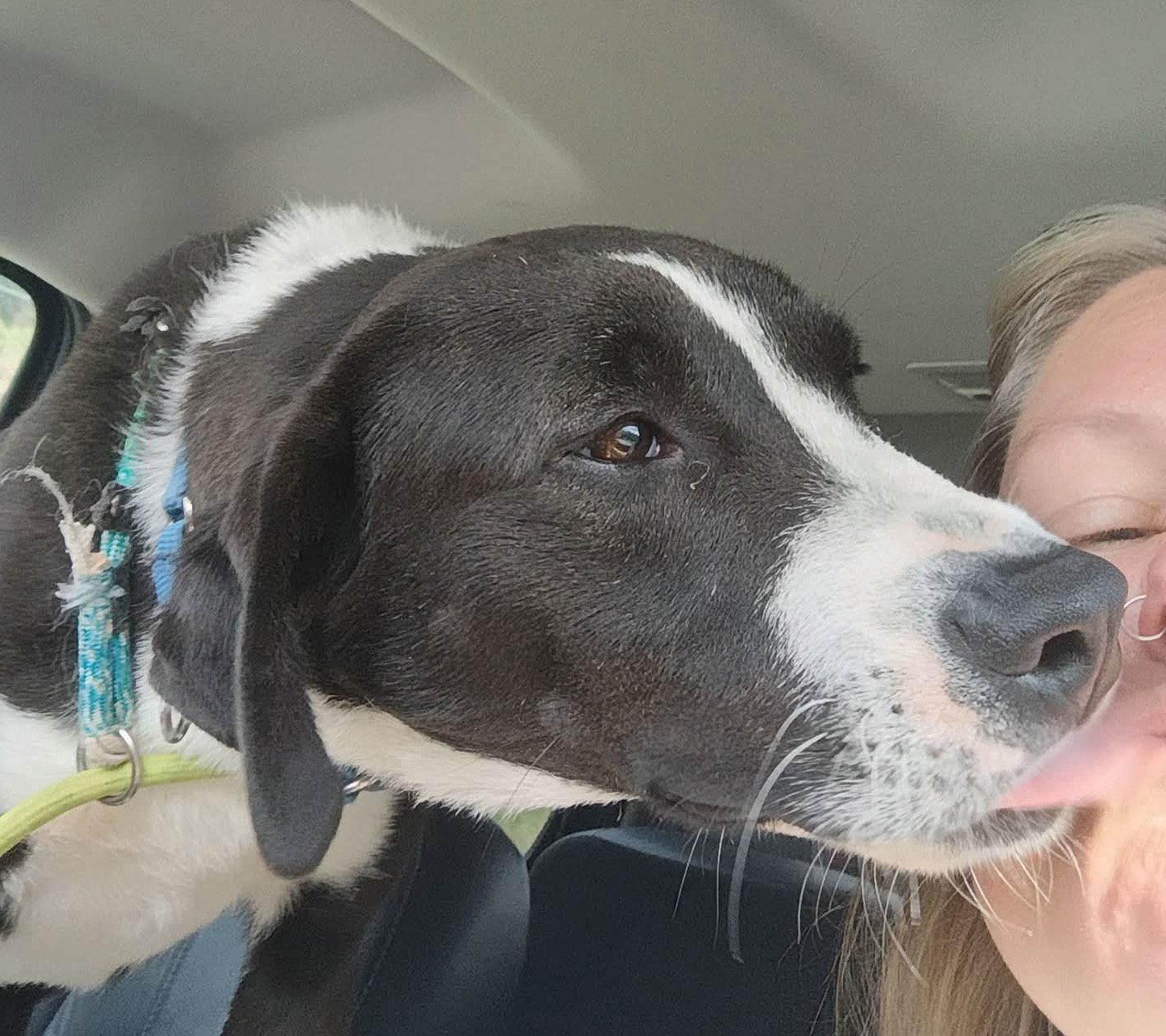 Bo, Adopted, Young Male Mixed Breed.