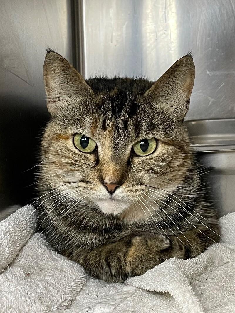 Cordelia, Adoptable, Adult Female Domestic Short Hair.