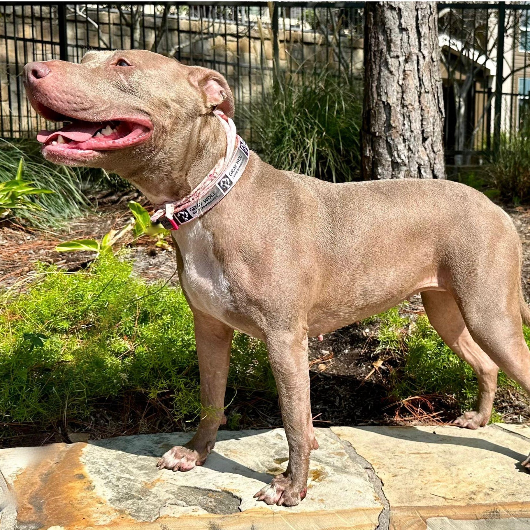 Enlarge Junie, a Adoptable mixed breed in Battle Creek, MI image 3/6