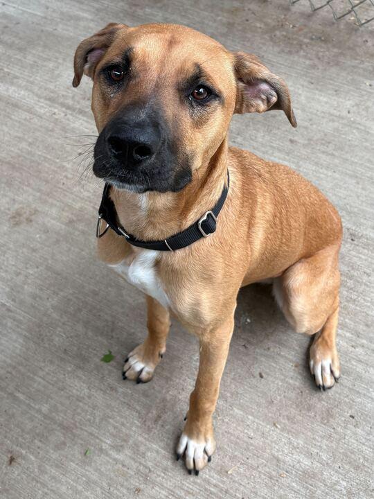 Leia, an adoptable German Shepherd Dog in Jackson, MI image 5/6