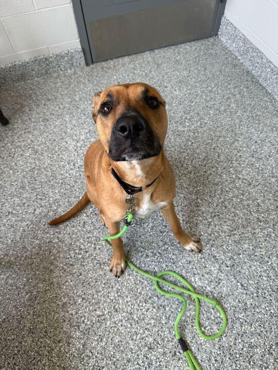 Enlarge Leia, a ADOPTABLE German Shepherd Dog in Jackson, MI image 2/5