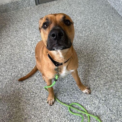 Enlarge Leia, an adoptable German Shepherd Dog in Jackson, MI image 2/6