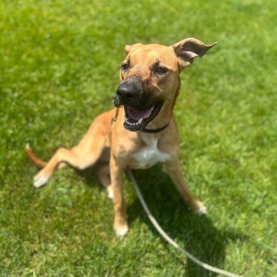 Leia, an adoptable German Shepherd Dog in Jackson, MI image 3/6