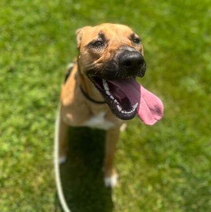 Leia, an adoptable German Shepherd Dog in Jackson, MI image 2/6