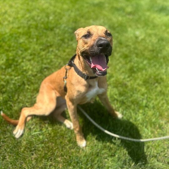 Leia, an adoptable German Shepherd Dog in Jackson, MI image 4/6
