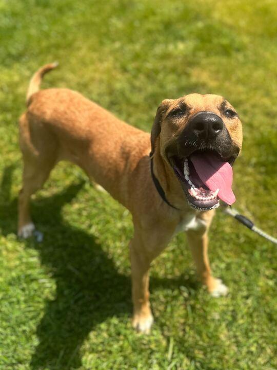 Leia, adoptable, Young Female German Shepherd Dog.