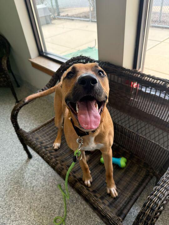 Enlarge Leia, a ADOPTABLE German Shepherd Dog in Jackson, MI image 1/5