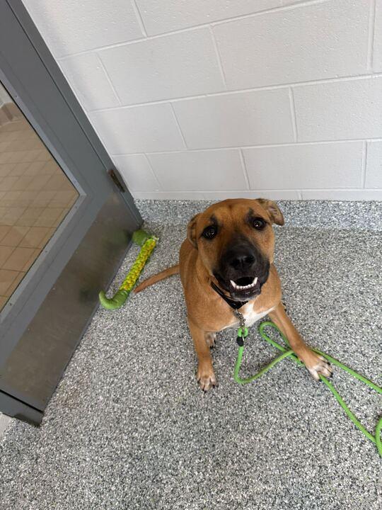 Enlarge Leia, a ADOPTABLE German Shepherd Dog in Jackson, MI image 3/5