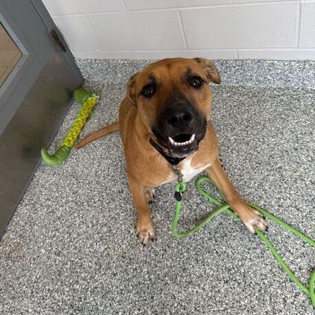 Enlarge Leia, an adoptable German Shepherd Dog in Jackson, MI image 3/6