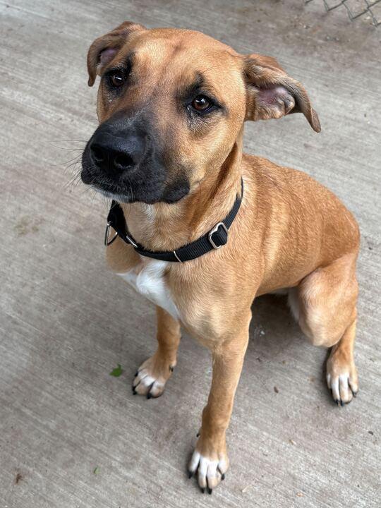 Leia, an adoptable German Shepherd Dog in Jackson, MI image 6/6