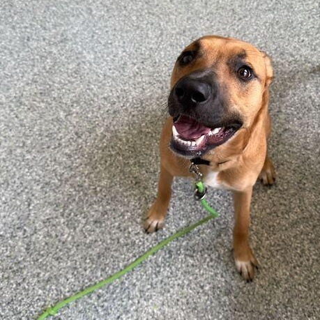 Enlarge Leia, an adoptable German Shepherd Dog in Jackson, MI image 4/6