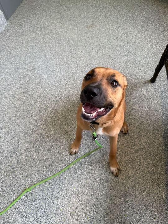 Enlarge Leia, a ADOPTABLE German Shepherd Dog in Jackson, MI image 5/5