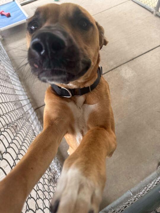 Enlarge Leia, an adoptable German Shepherd Dog in Jackson, MI image 6/6