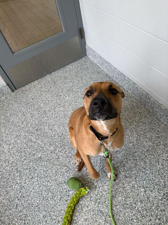 Enlarge Leia, a ADOPTABLE German Shepherd Dog in Jackson, MI image 4/5