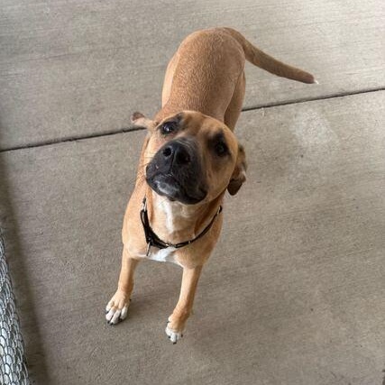 Enlarge Leia, an adoptable German Shepherd Dog in Jackson, MI image 5/6