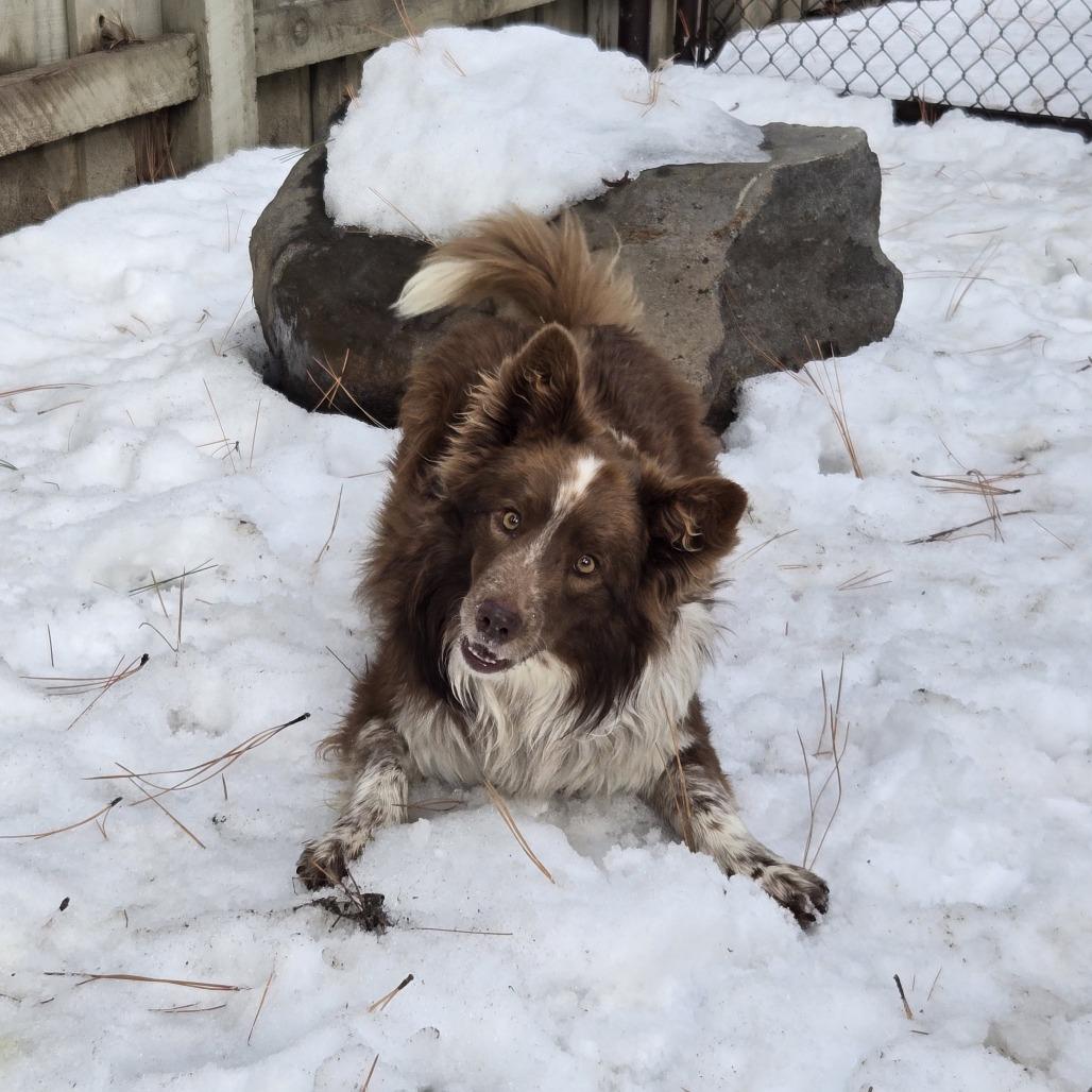 Dakoda, Adoptable, Adult Male Australian Shepherd & Cattle Dog.