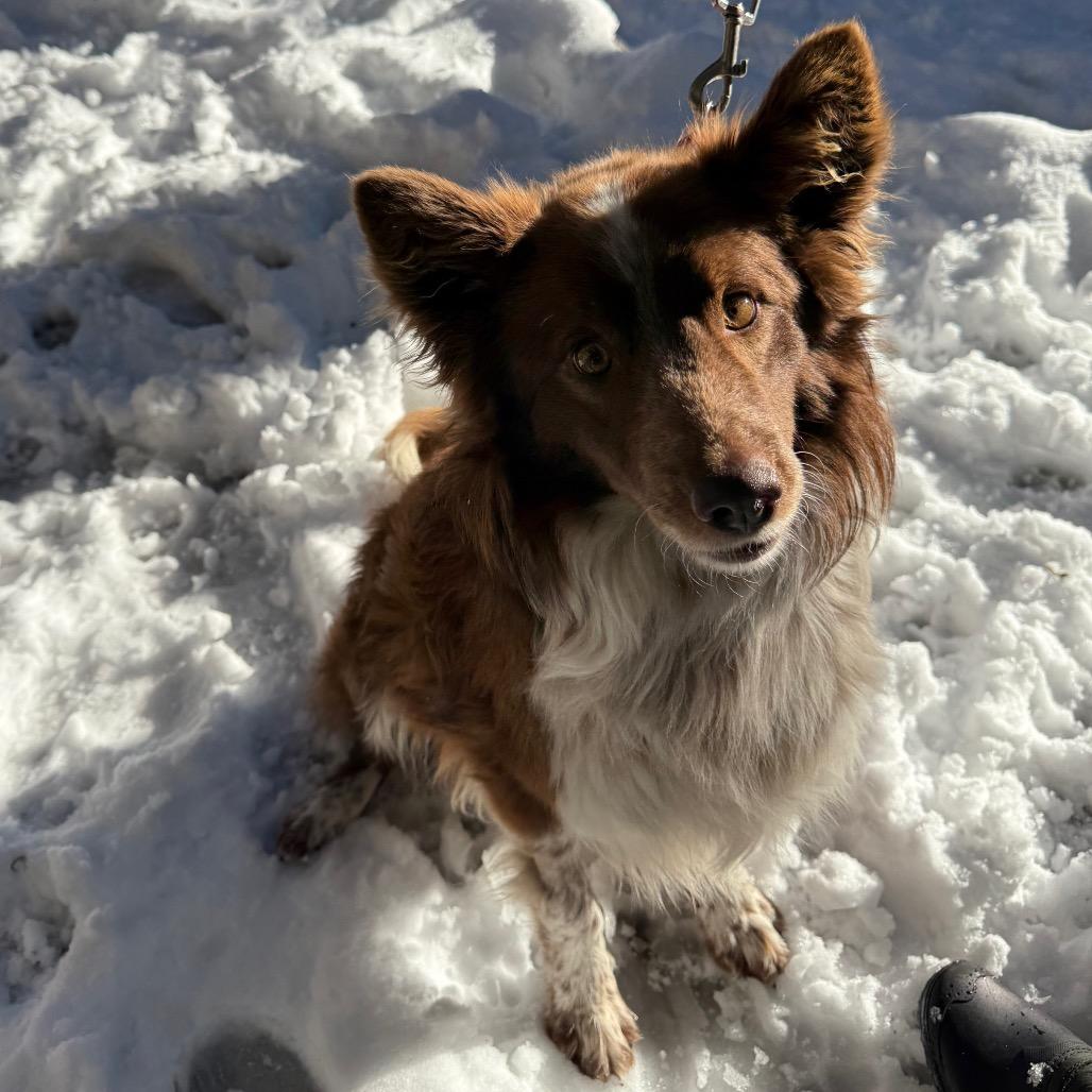 Enlarge Dakoda, a Adoptable mixed breed in Incline Village, NV image 1/6