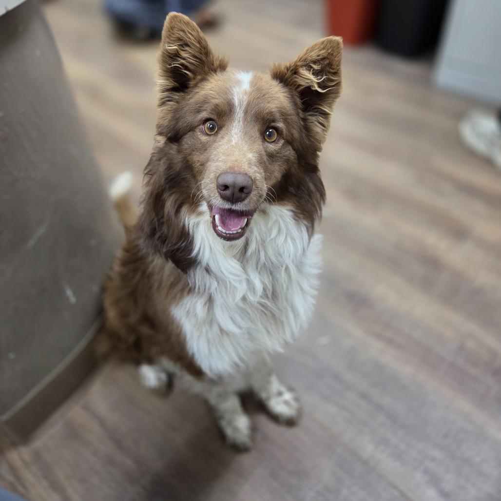 Enlarge Dakoda, a Adoptable mixed breed in Incline Village, NV image 2/6