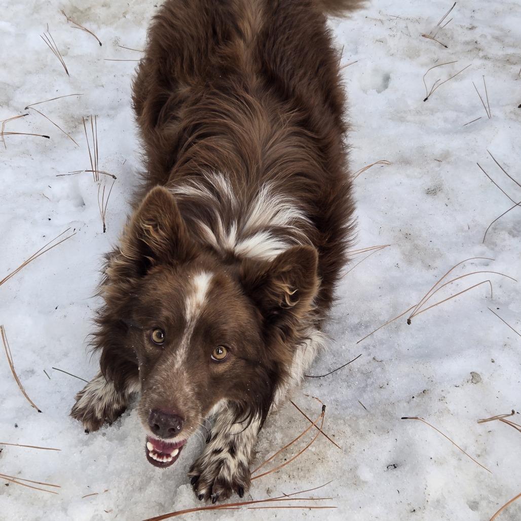 Enlarge Dakoda, a Adoptable mixed breed in Incline Village, NV image 3/6