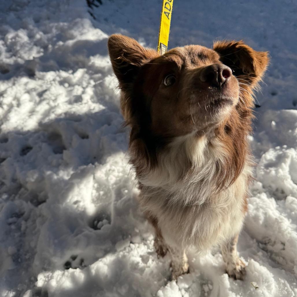 Enlarge Dakoda, a Adoptable mixed breed in Incline Village, NV image 4/6