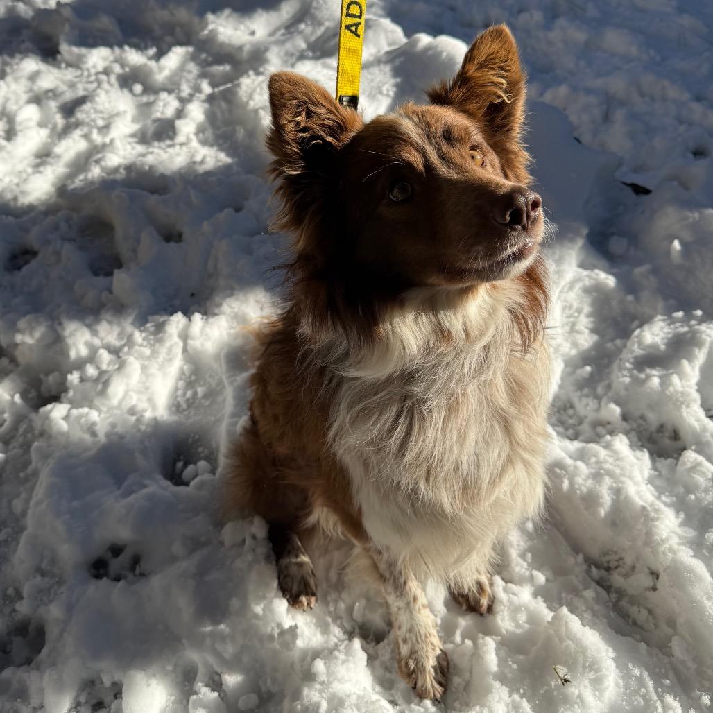 Enlarge Dakoda, a Adoptable mixed breed in Incline Village, NV image 5/6