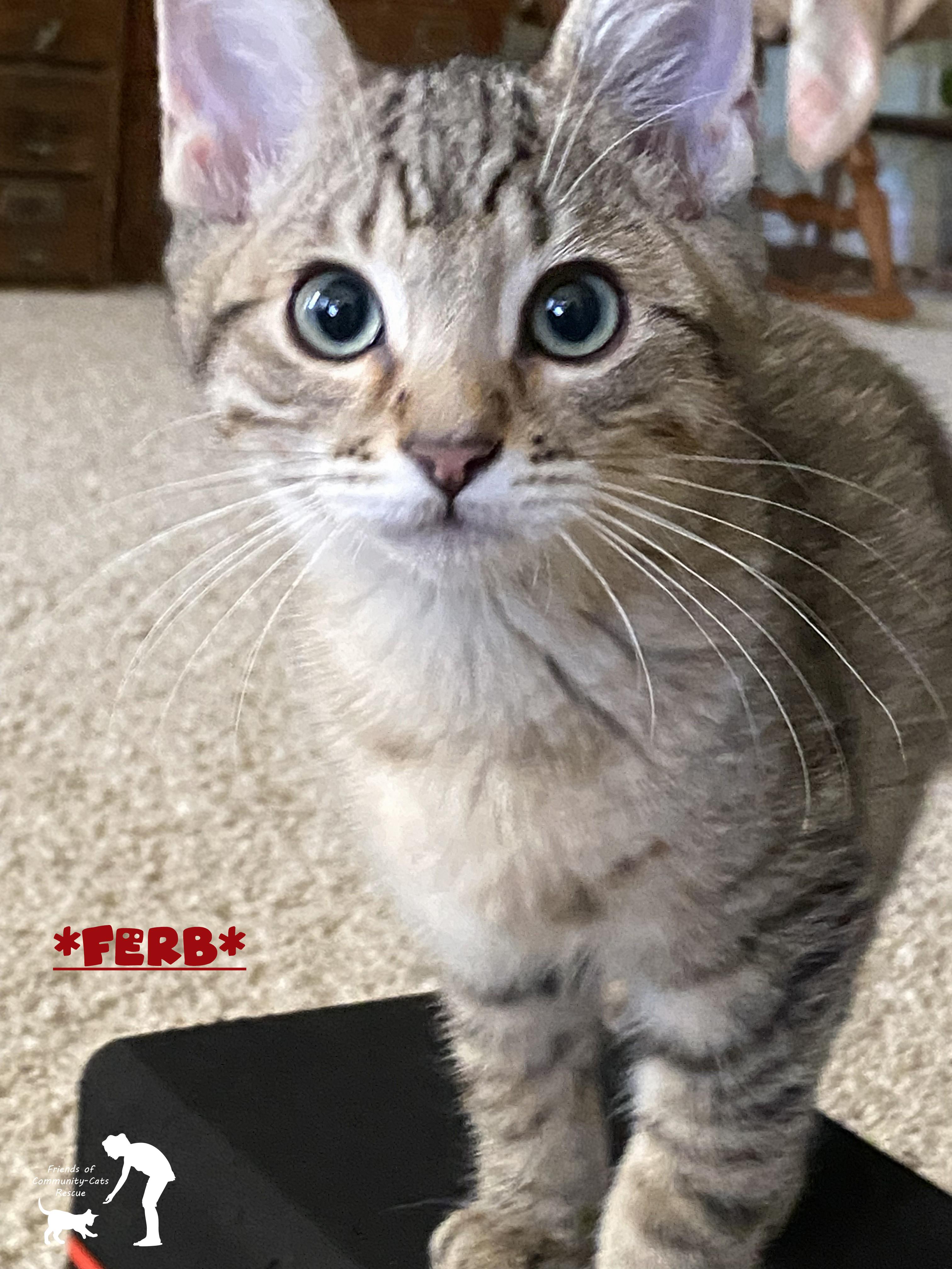 Ferb, Adopted, Kitten Male Domestic Short Hair.
