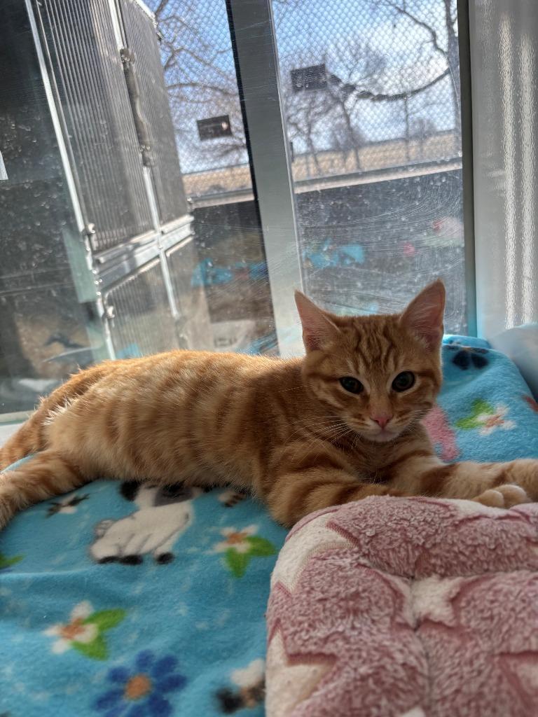 Enlarge Ceasar, a Adoptable mixed breed in Mustang, OK image 1/1