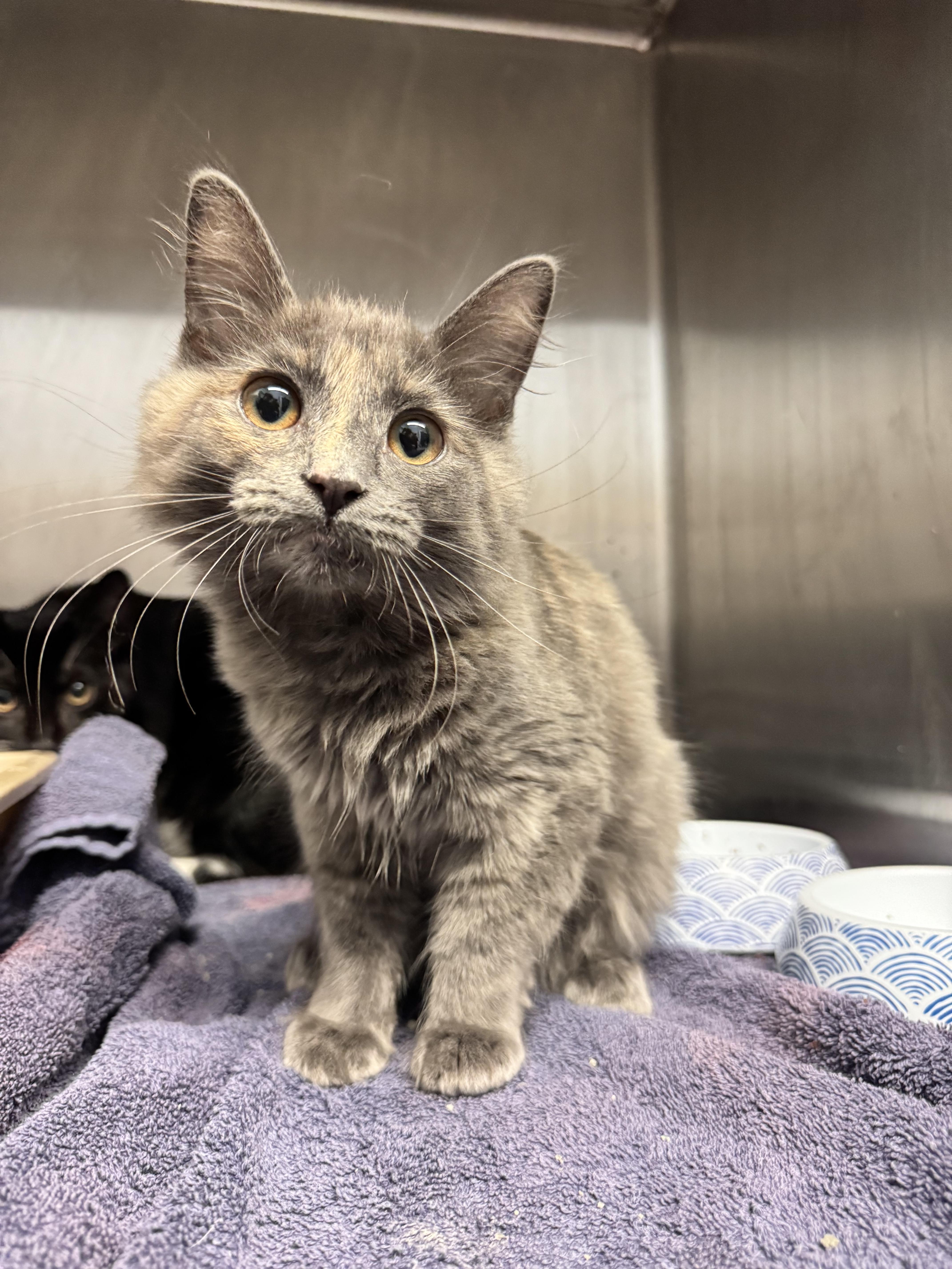 Sprout, Adopted, Young Female Domestic Long Hair.