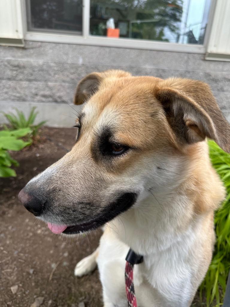 Jessica - Sponsored by River, Ben & Danny, Adoptable, Young Female Husky & Labrador Retriever.