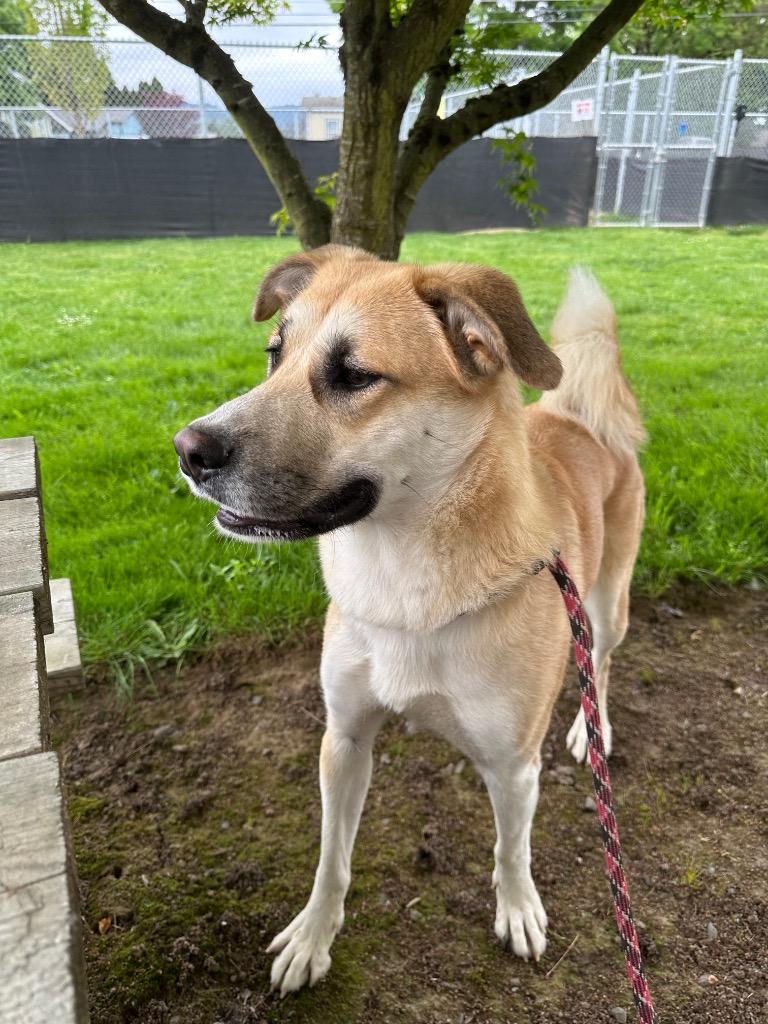 Enlarge Jessica - Sponsored by River, Ben & Danny, a Adoptable mixed breed in Newberg, OR image 2/6
