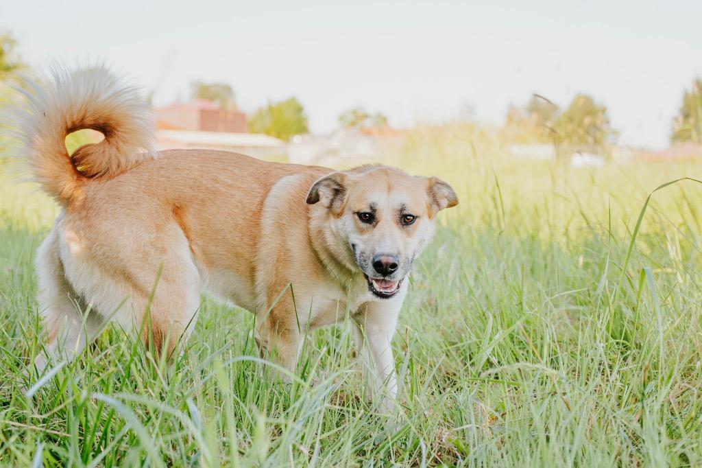 Enlarge Jessica - Sponsored by River, Ben & Danny, a Adoptable mixed breed in Newberg, OR image 3/6