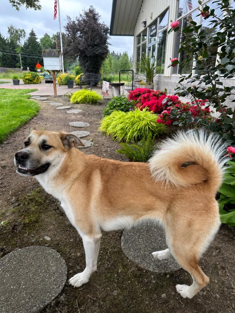 Enlarge Jessica - Sponsored by River, Ben & Danny, a Adoptable mixed breed in Newberg, OR image 4/6