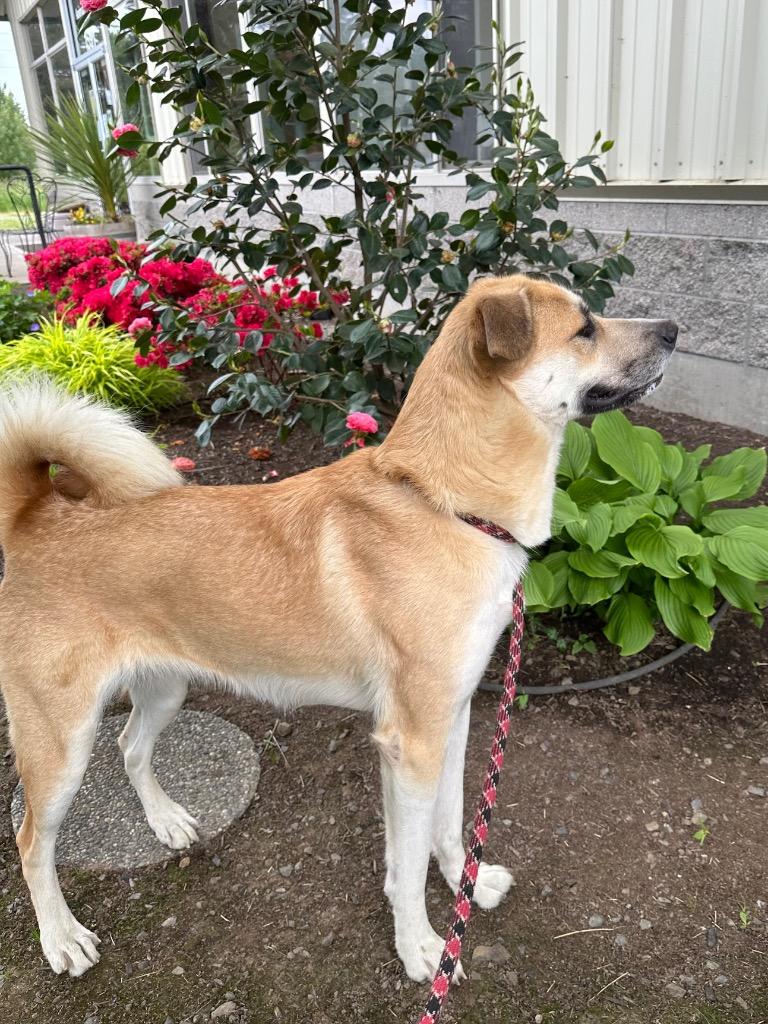 Enlarge Jessica - Sponsored by River, Ben & Danny, a Adoptable mixed breed in Newberg, OR image 5/6