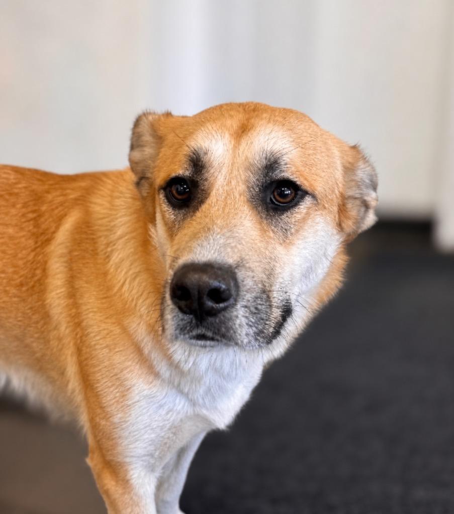 Enlarge Jessica - Sponsored by River, Ben & Danny, a Adoptable mixed breed in Newberg, OR image 6/6