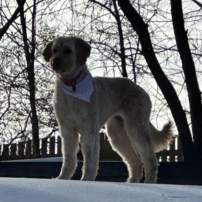 Dina, Adoptable, Adult Female Poodle & Mixed Breed.