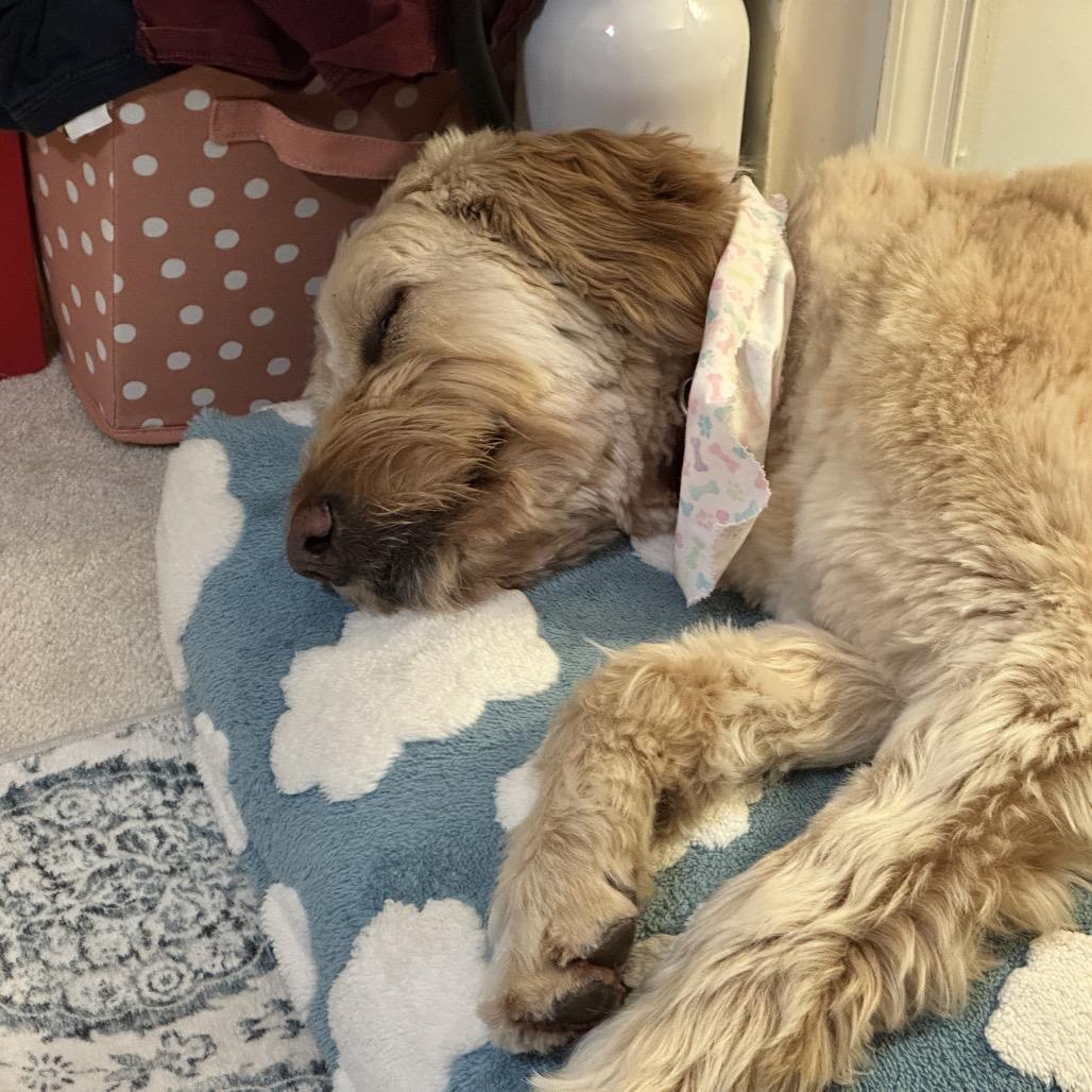 Enlarge Dina, a Adoptable mixed breed in Alexandria, VA image 3/6